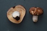 Russula murrillii image