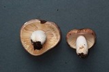 Russula murrillii image