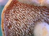 Hydnum oregonense image