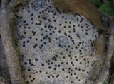 Acrocordia conoidea image
