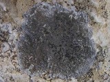 Aspicilia radiosa image