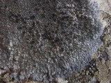 Aspicilia radiosa image