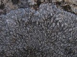 Aspicilia radiosa image