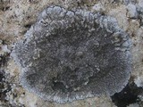 Aspicilia radiosa image