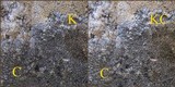 Aspicilia radiosa image
