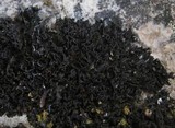 Lathagrium cristatum image