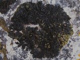 Lathagrium cristatum image