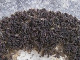 Leptogium schraderi image