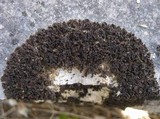 Leptogium schraderi image