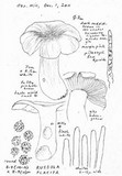 Russula placita image