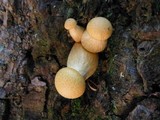 Gymnopilus ventricosus image