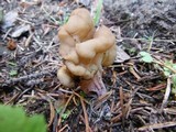 Gyromitra californica image