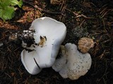 Albatrellus flettii image