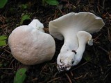 Albatrellus flettii image