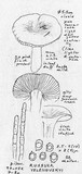 Russula velenovskyi image