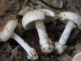 Amanita spreta image