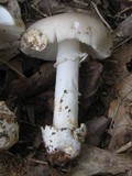 Amanita spreta image