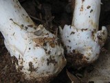 Amanita spreta image