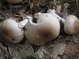 Amanita spreta image