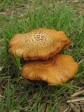 Gymnopilus luteofolius image