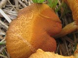 Gymnopilus luteofolius image