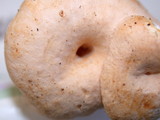 Hydnum oregonense image