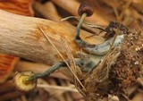 Gymnopilus luteofolius image