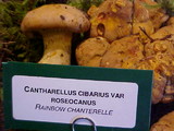 Cantharellus roseocanus image