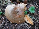 Lactarius deliciosus var. areolatus image