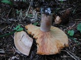 Lactarius deliciosus var. areolatus image