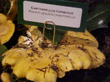 Cantharellus formosus image
