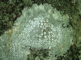 Pertusaria amara f. amara image
