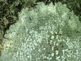 Pertusaria amara f. amara image