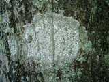 Pertusaria amara f. amara image