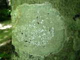 Pertusaria amara f. amara image