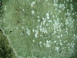 Pertusaria amara f. amara image