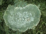 Pertusaria amara f. amara image