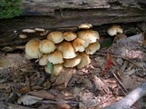 Pholiota squarrosoides image