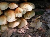 Pholiota squarrosoides image