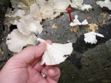 Pleurotus pulmonarius image