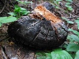 Echinodontium tinctorium image