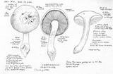 Cortinarius variicolor image