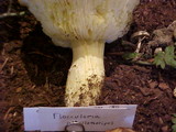 Floccularia albolanaripes image