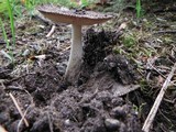 Amanita sect. Vaginatae image