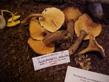 Hygrophoropsis aurantiaca image