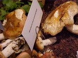 Hygrophorus bakerensis image