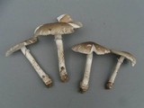 Amanita spreta image