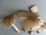 Amanita spreta image