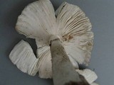 Amanita spreta image
