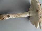 Amanita spreta image